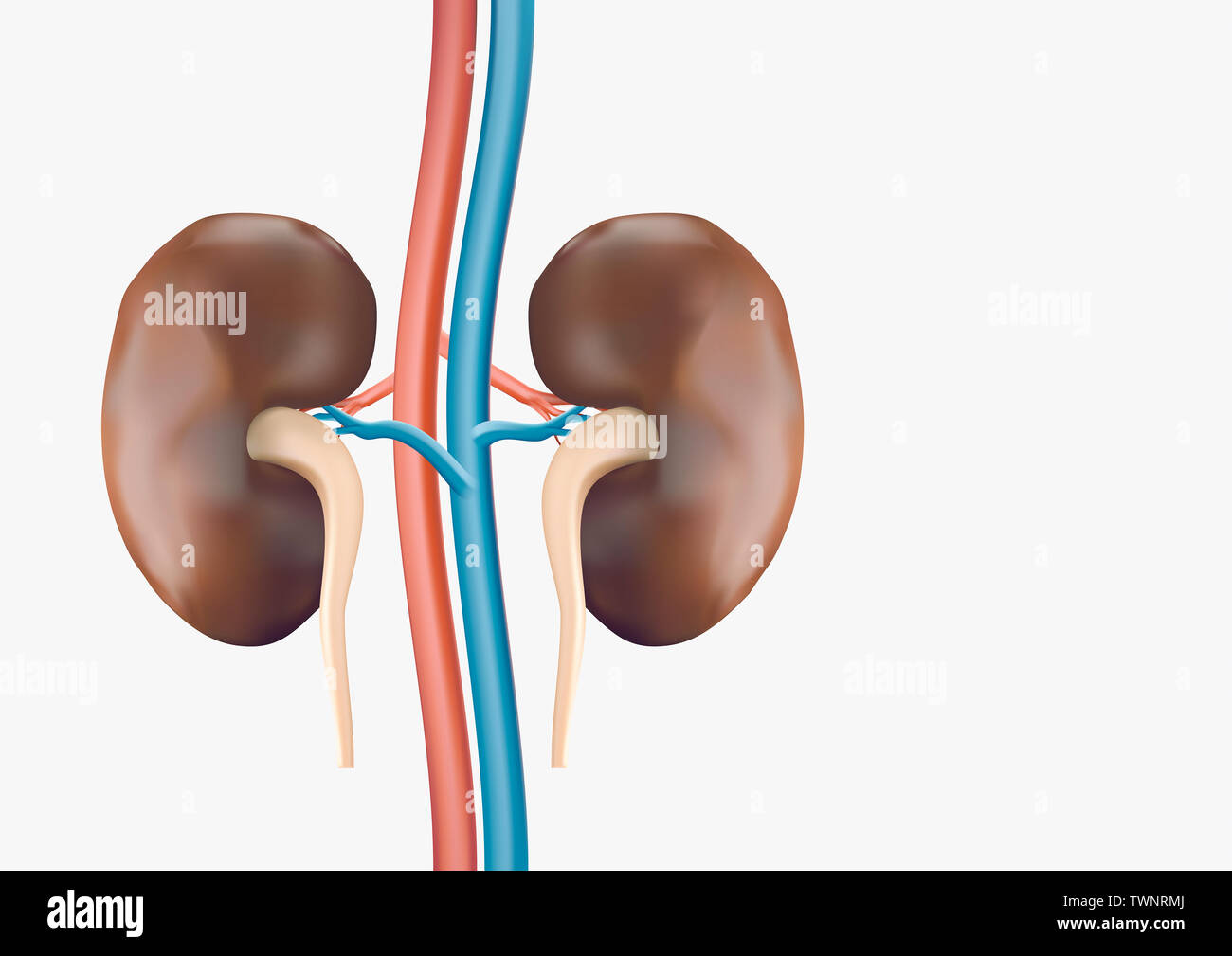 Les reins sur un fond blanc, lisse et propre. Utilisé dans la science à l'illustrations Banque D'Images