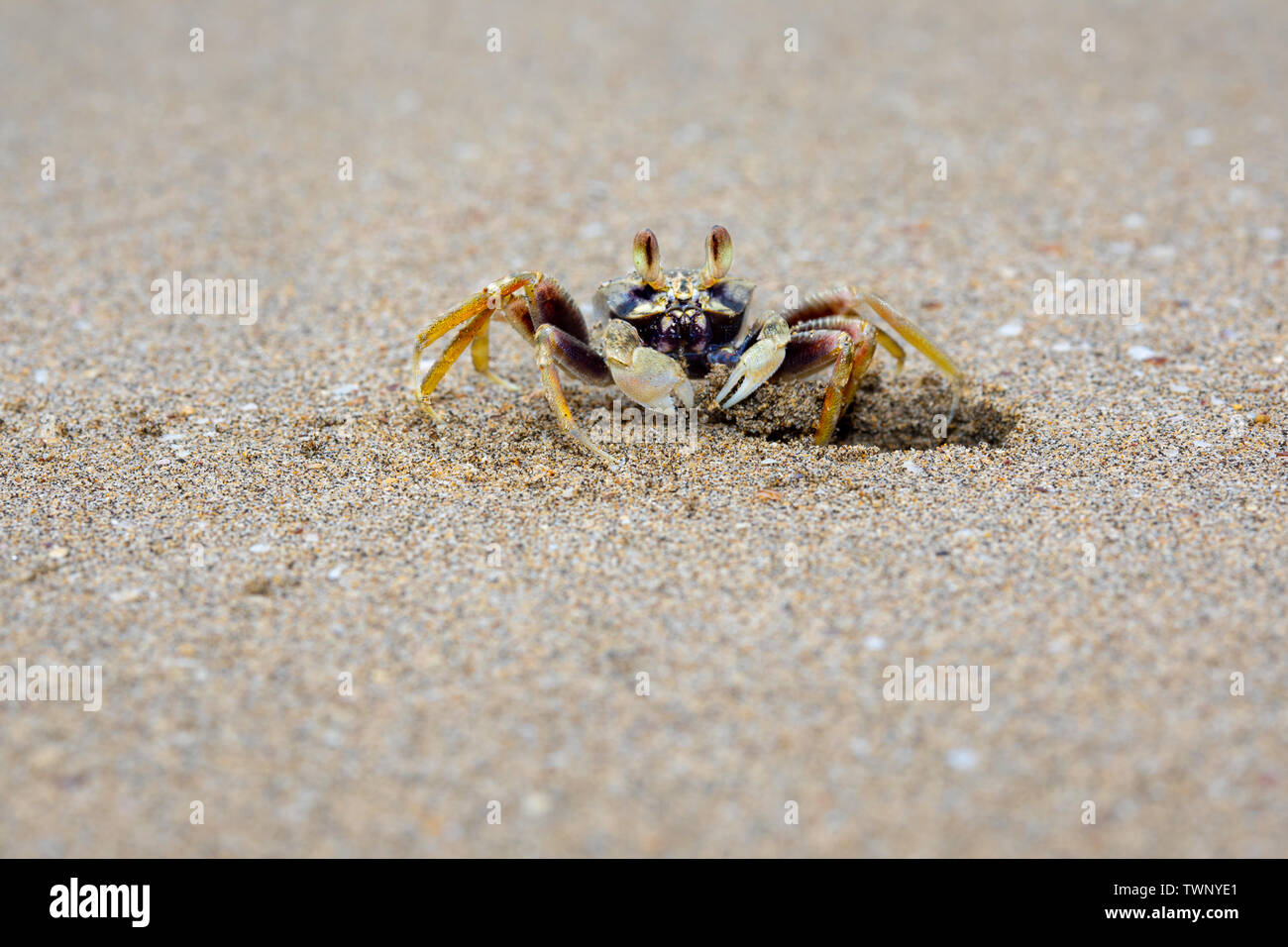 Le crabe fantôme blafard, Ocypode, palildula est l'une des deux espèces trouvés à Hawaii. Les autres espèces n'est que vu la nuit. Banque D'Images