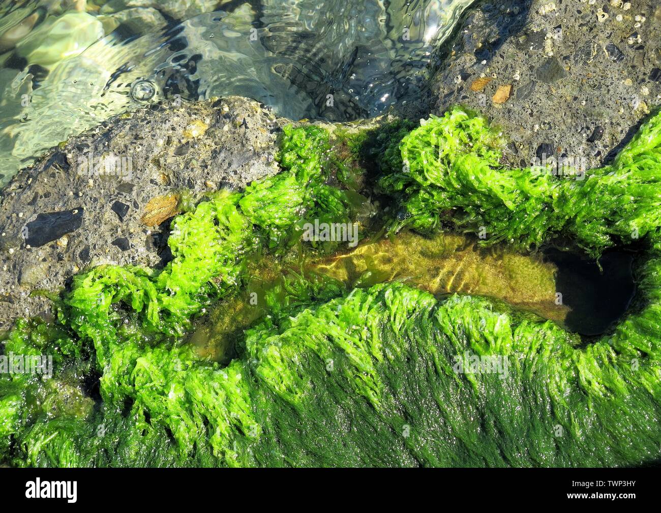 Type d'algues vertes, vert clair, poussant sur un rocher à la baie d'Agia Pelagia, Crète, Grèce. Banque D'Images