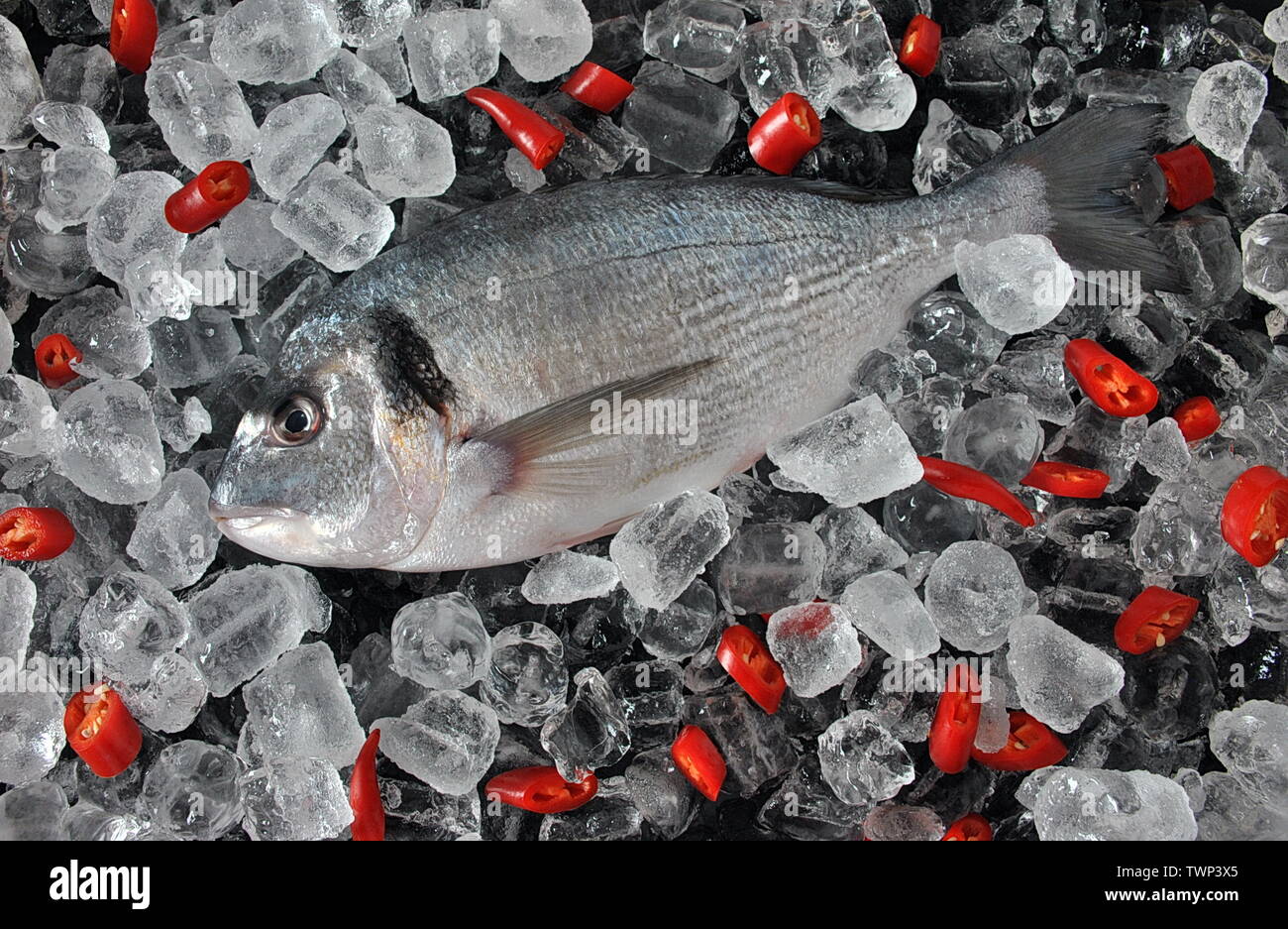 Le poisson frais sur des glaçons. Fresh dorado ou daurade sur des cubes de glace et fond noir Banque D'Images
