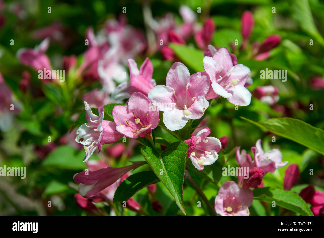 Weigela rosea Banque de photographies et d’images à haute résolution