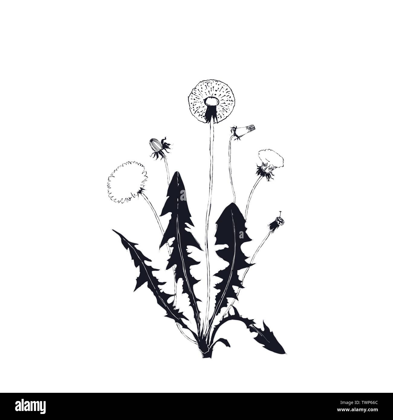 Pissenlit illustration botanique isolée, plante dessinée à la main Illustration de Vecteur