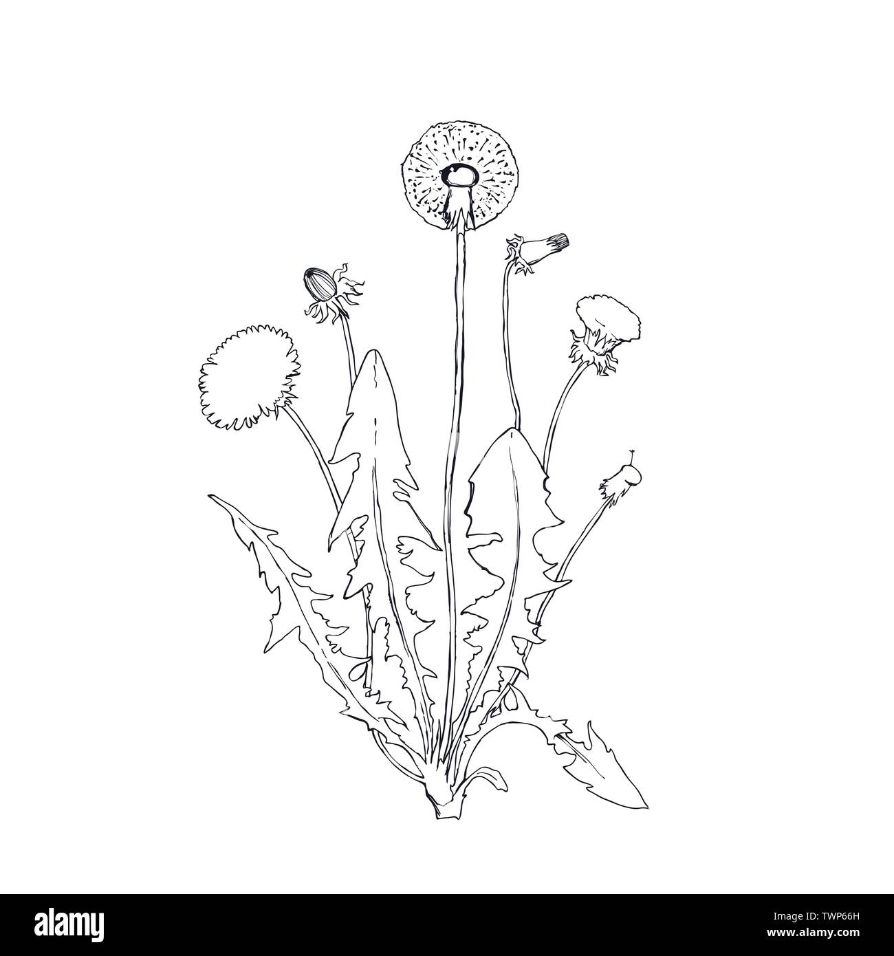 Pissenlit illustration botanique isolée, plante dessinée à la main Illustration de Vecteur