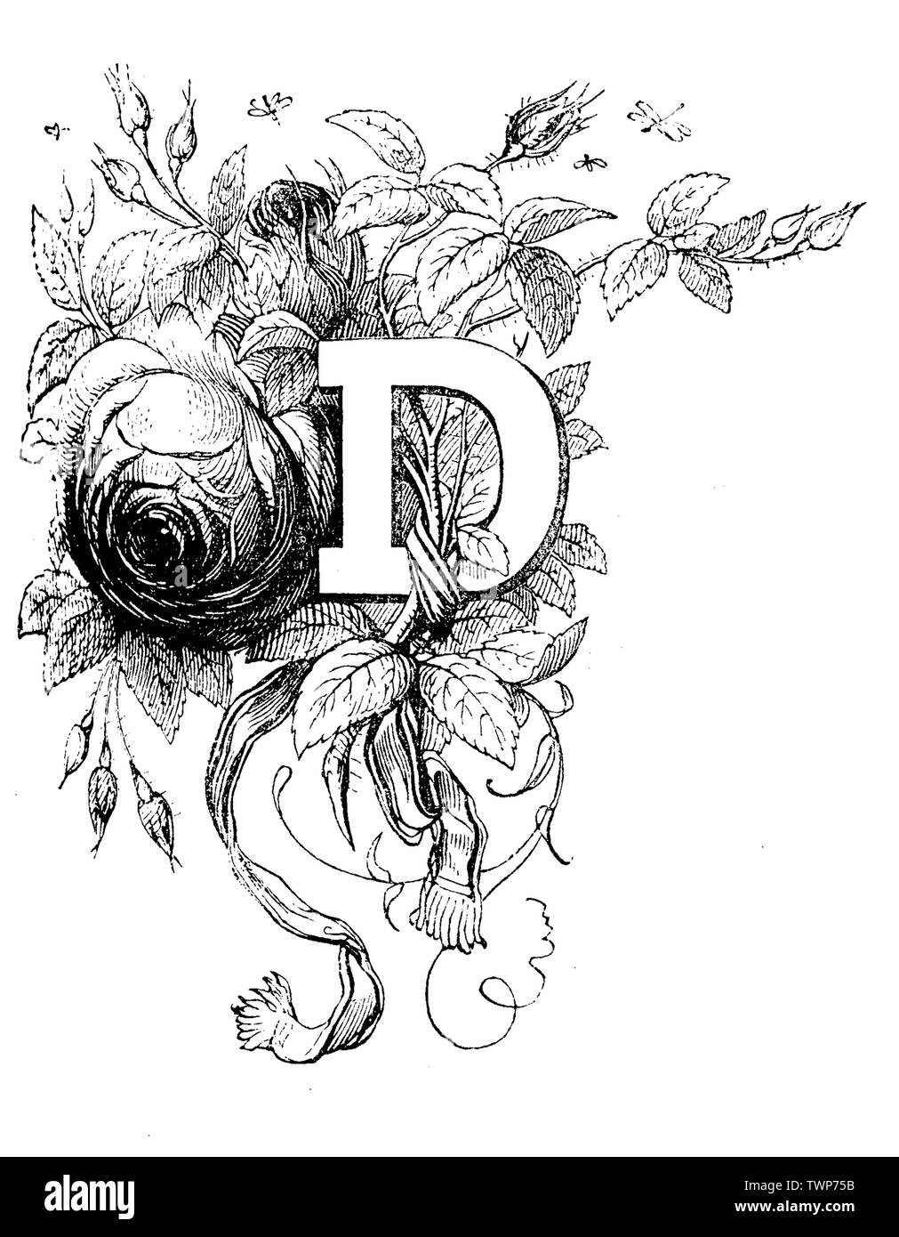 Lettre capitale ornée D, un départ floral chapter, gravure typographique vintage Banque D'Images