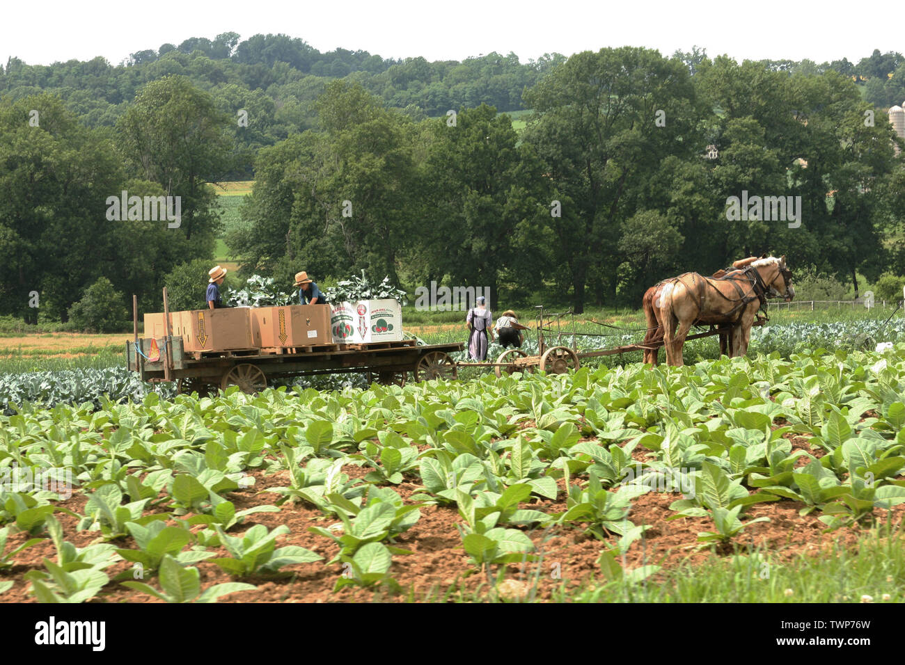 La famille amish qui travaillent dans le domaine dans le comté de Lancaster, PA, USA Banque D'Images