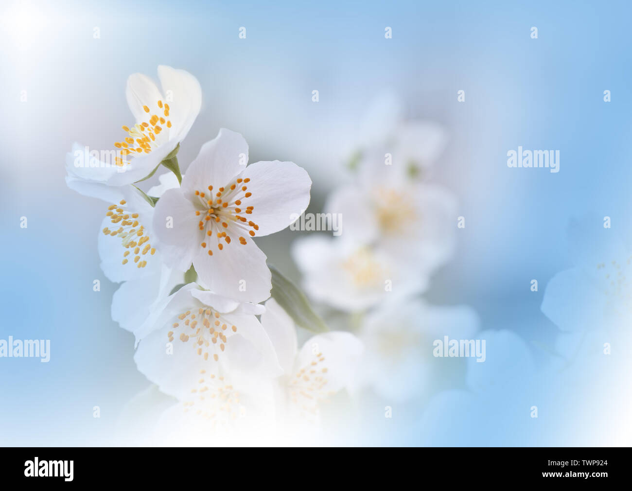 Macro Photographie.abstract floral fond bleu pastel avec copie espace.White jasmin dans de doux style pour carte de mariage.Orange Nature Background Banque D'Images