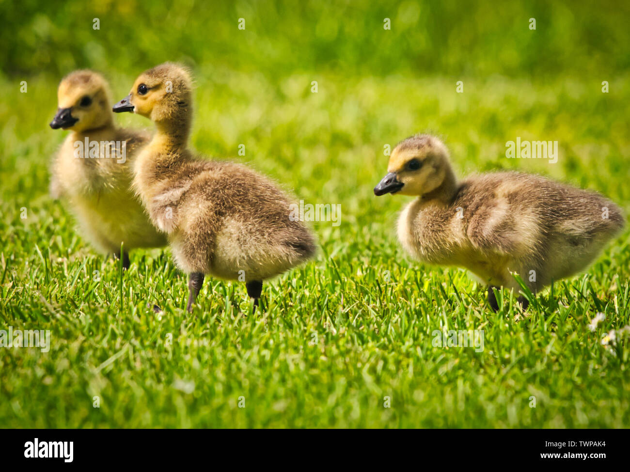 Oiseaux en péril-Branta canadensis Bernache du Canada Bernache-du-Canada Banque D'Images