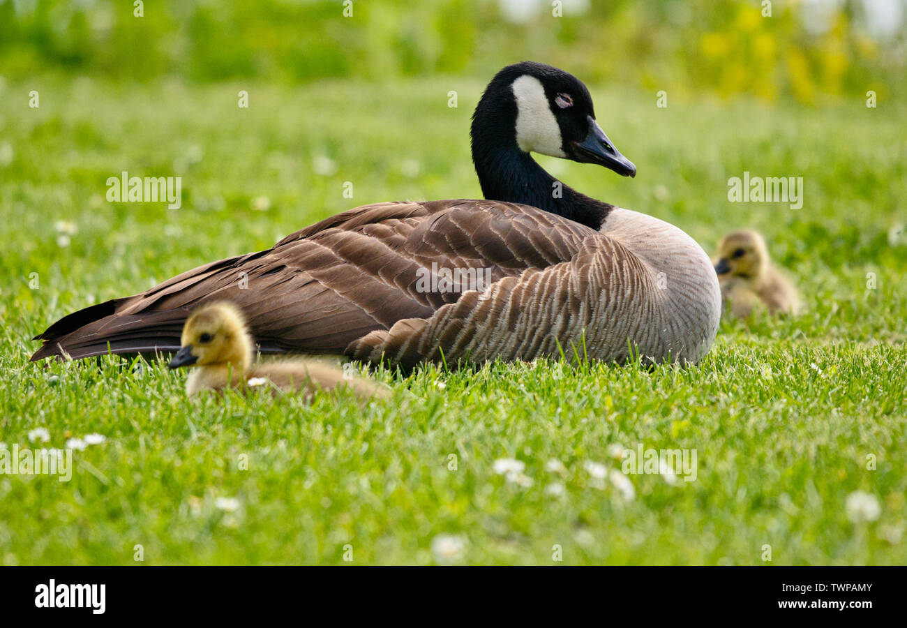 Oiseaux en péril-Branta canadensis Bernache du Canada Bernache-du-Canada Banque D'Images