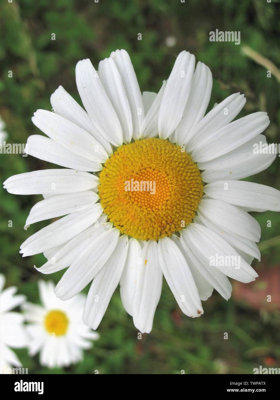 Close-up de daisy avec pétales blancs et jaunes center Banque D'Images