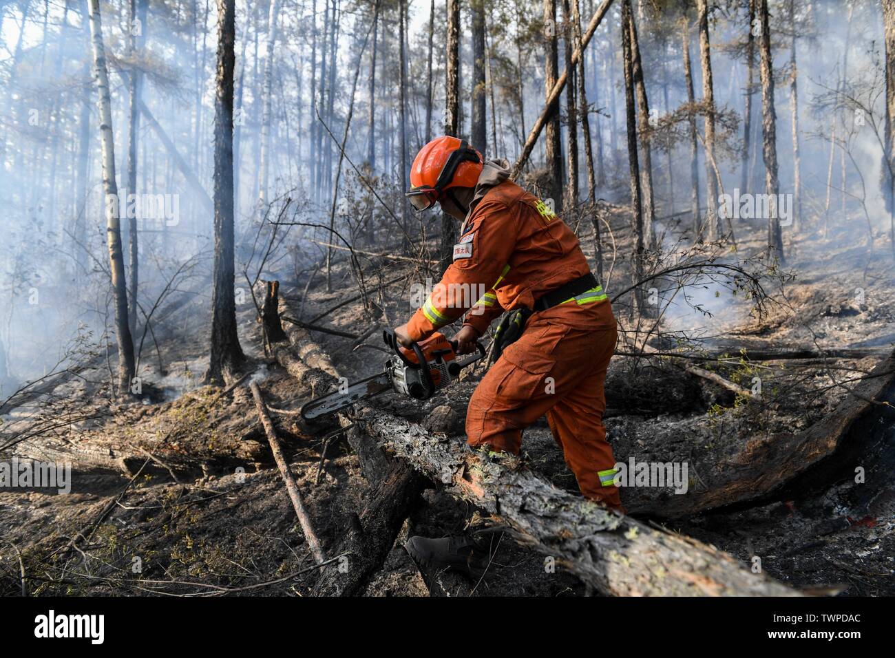 Région autonome de Mongolie, le 22 juin 2019. (190622) -- GENHE, 22 juin 2019 (Xinhua) -- Un pompier coupe un arbre tombé détruite par un incendie de forêt en forêt Xiushan Ferme du Grand Hinggan, montagnes du nord de la Chine intérieure d'un incendie de forêt qui ont fait rage pendant trois jours dans le nord de la Chine, région autonome de Mongolie intérieure a été contenue, les autorités locales ont déclaré samedi. L'opération de nettoyage est en cours à Xiushan, selon le siège de l'incendie. Après un énorme effort de plus de 5 000 pompiers, le feu a été mis sous contrôle sur tous les fronts Banque D'Images