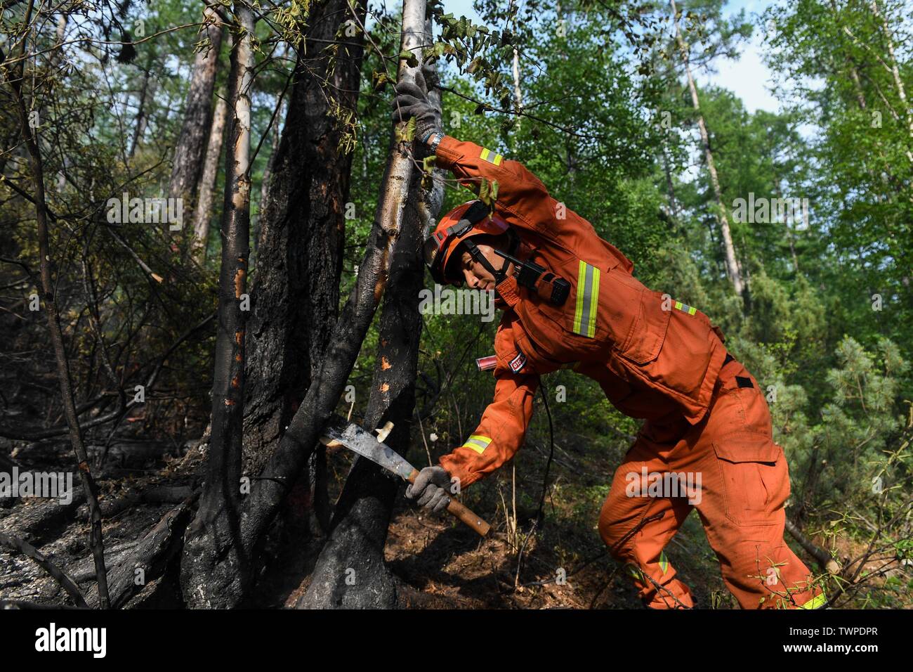 Genhe. 22 Juin, 2019. Un pompier supprime un holocauste à l'arbre vers le bas sur les lieux d'un incendie de forêt à Xiushan Ferme du Grand Hinggan, montagnes du nord de la Chine intérieure d'un incendie de forêt qui ont fait rage pendant trois jours dans le nord de la Chine, région autonome de Mongolie intérieure a été contenue, les autorités locales ont déclaré samedi. L'opération de nettoyage est en cours à Xiushan, selon le siège de l'incendie. Après un énorme effort de plus de 5 000 pompiers, le feu a été mis sous contrôle sur tous les fronts par 4:40 h le samedi. Credit : Liu Lei/Xinhua/Alamy Live News Banque D'Images