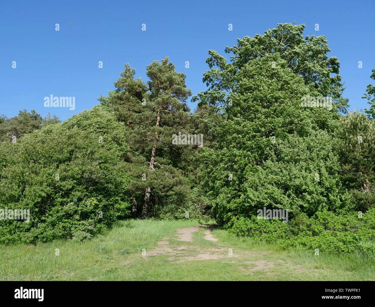 Sentier sur le bord de la forêt d'été chaude journée ensoleillée Banque D'Images