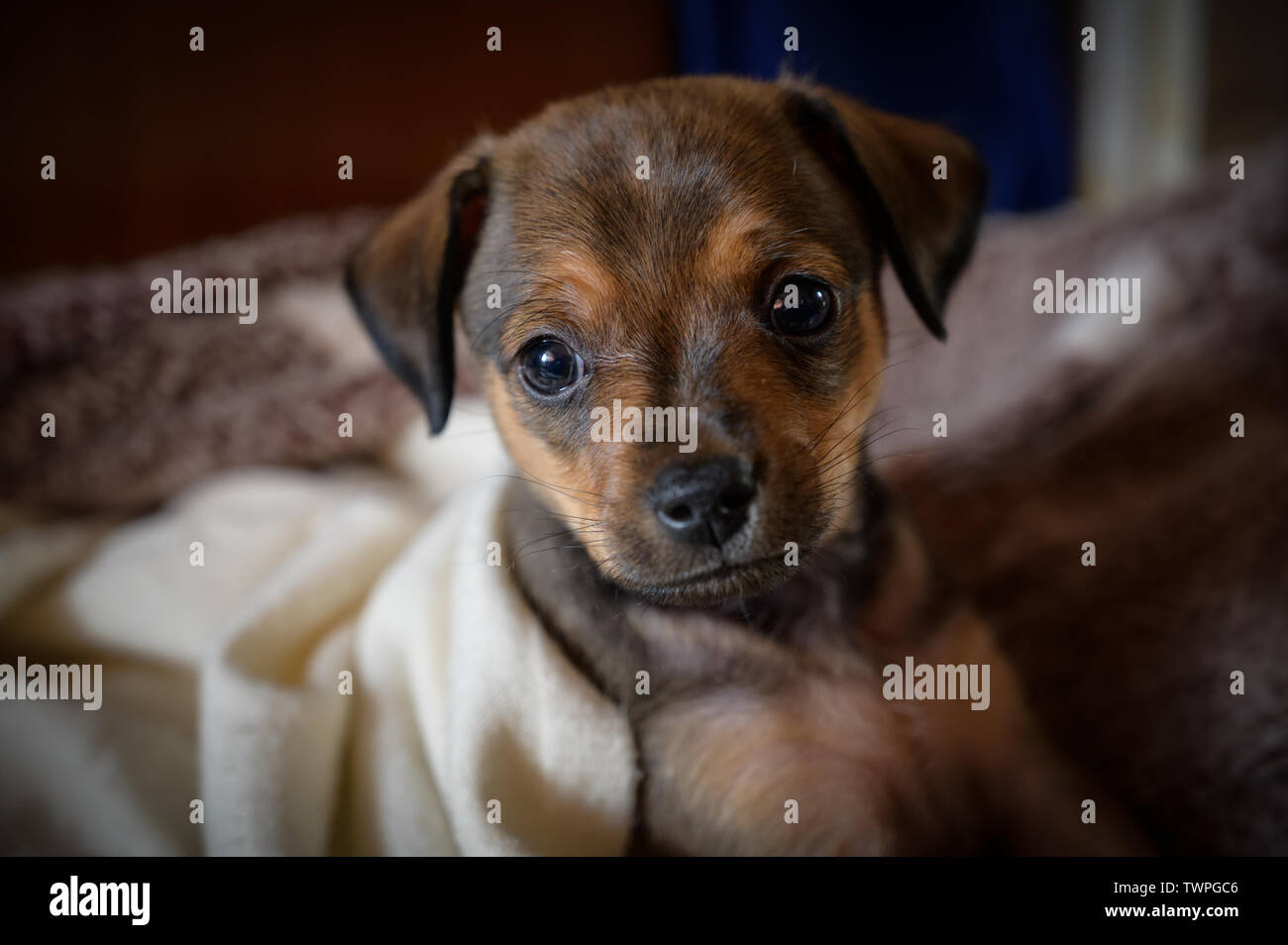 Chiot pinscher nain - focus sélectif et profondeur de champ. Banque D'Images