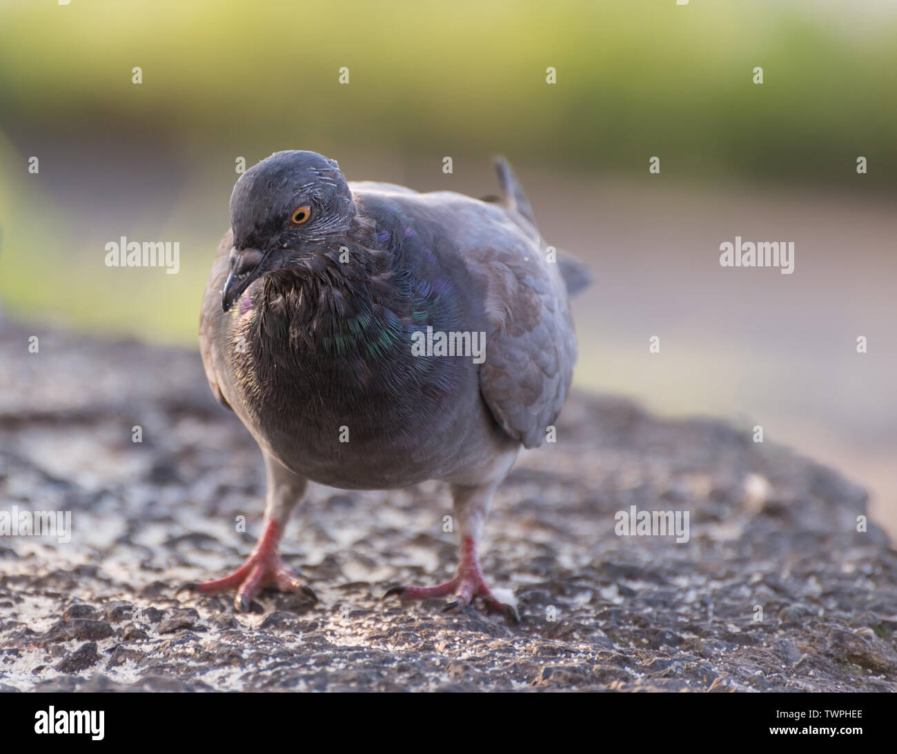 L'alimentation des pigeons à l'extérieur. Focus sélectif. Banque D'Images