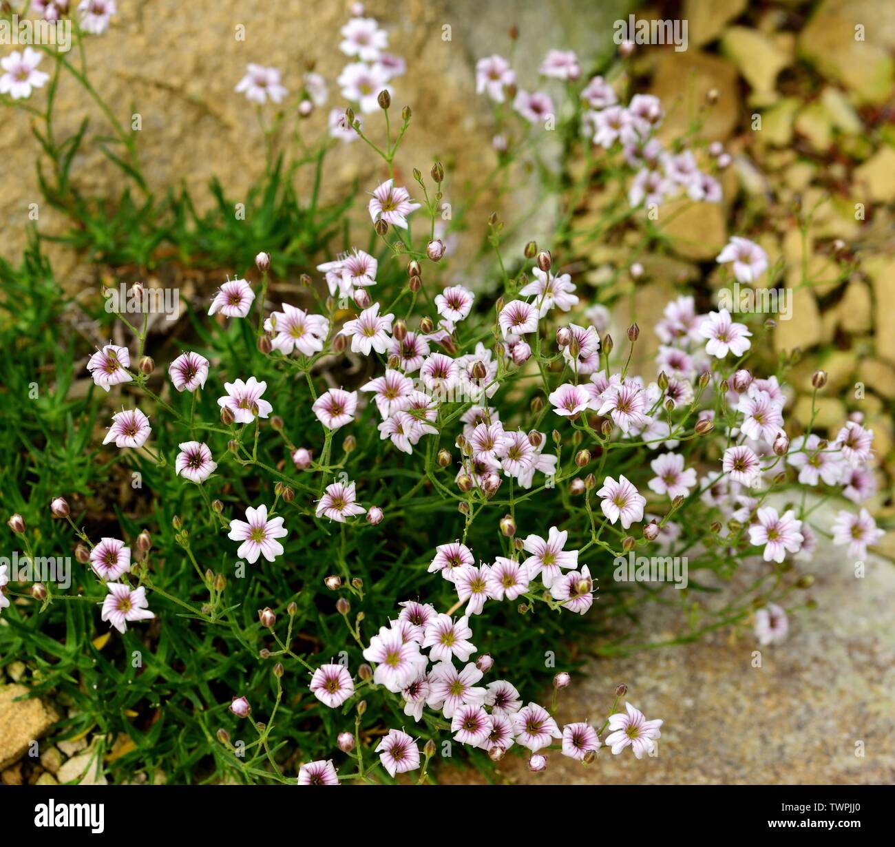 Gros plan des fleurs de gypsophile. Banque D'Images