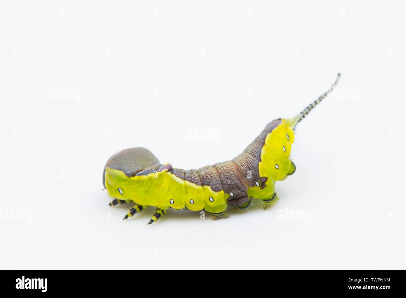 La larve d'un papillon, Cerura vinula Puss, qui ont été élevés en captivité et photographié sur un fond blanc dans un studio. La créature a l'ab Banque D'Images