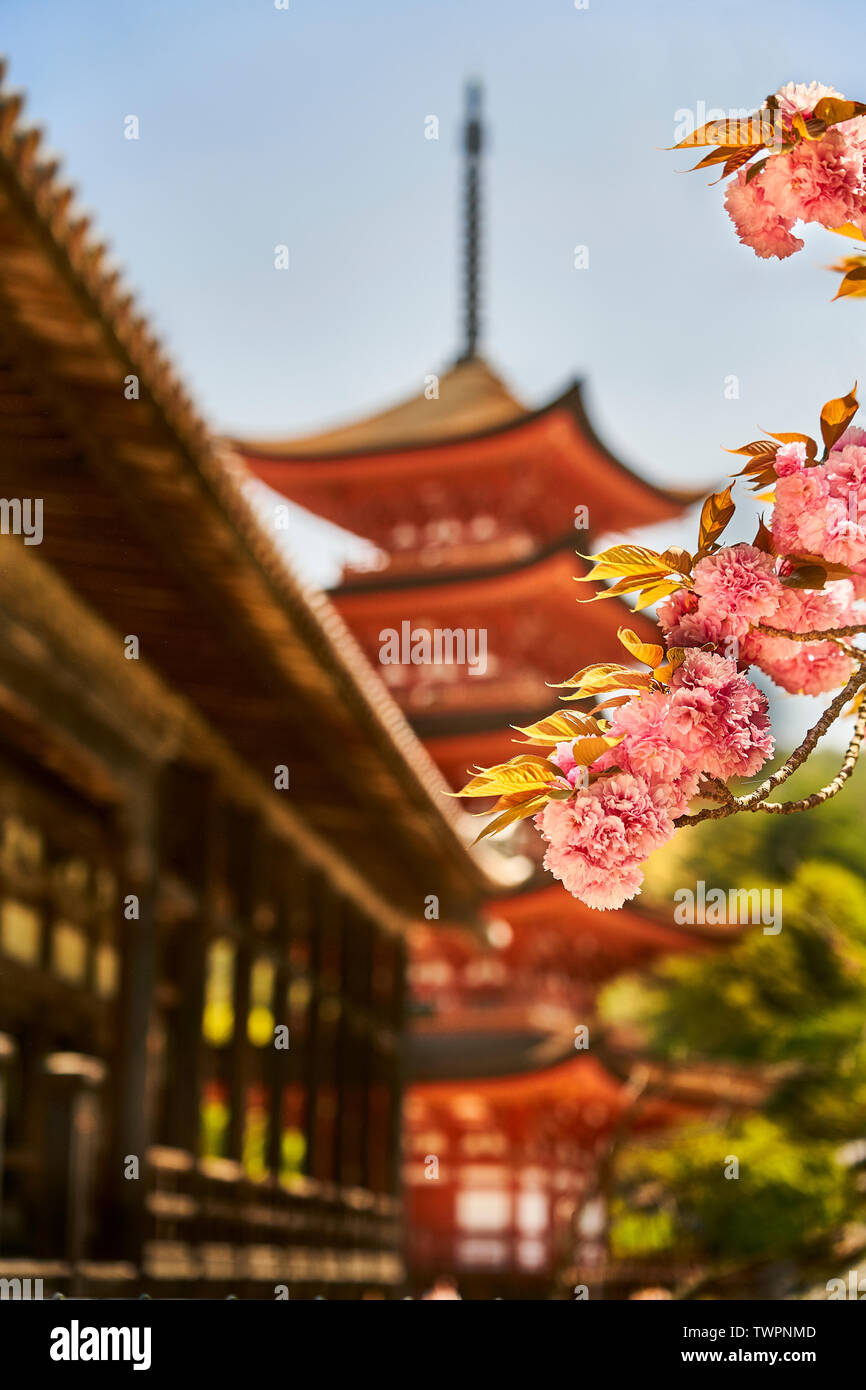 Fleur de cerisier en face de la pagode de cinq étages Toyokuni floue et pavillon Senjokaku. Banque D'Images