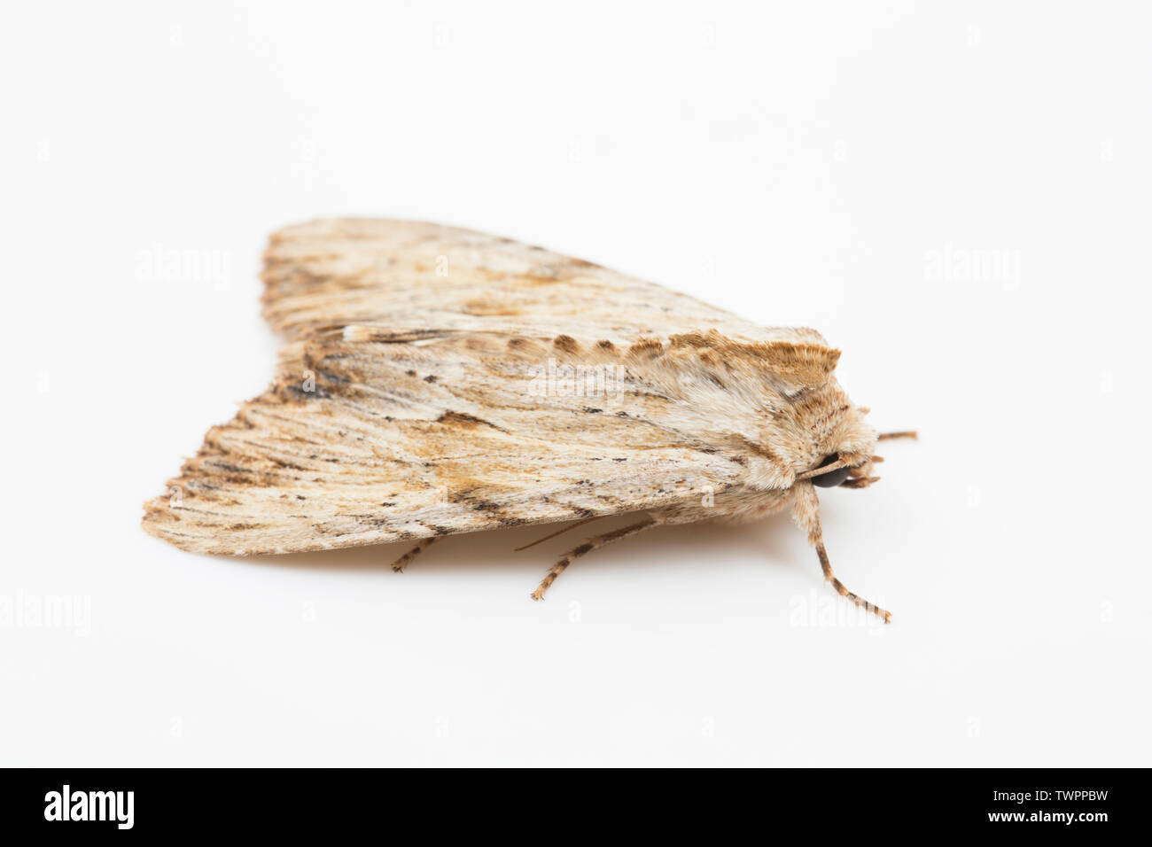 Un exemple d'une espèce d'arcs de lumière, A. lithoxylaea, trouvés en juin et photographié sur un fond blanc montrant Vue de côté. Dorset England UK GO Banque D'Images