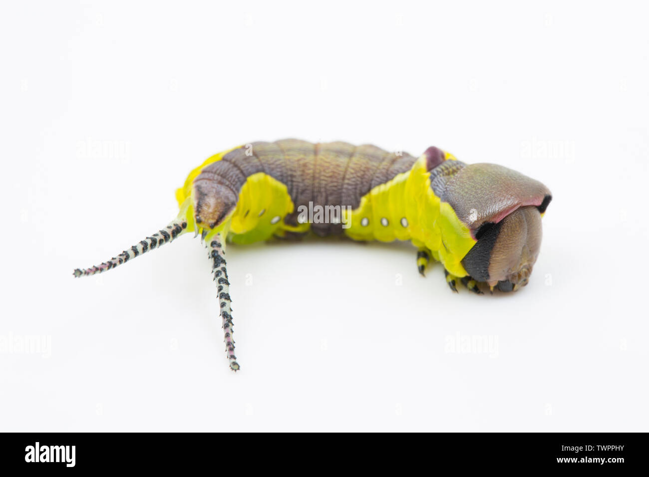 La larve d'un papillon, Cerura vinula Puss, qui ont été élevés en captivité et photographié sur un fond blanc dans un studio. La créature a l'ab Banque D'Images