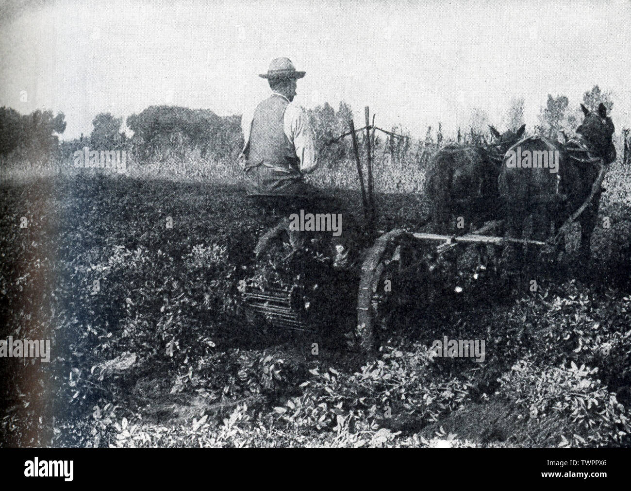 Cette photo, qui date d'environ les années 1920, montre une machine arracheuse de pommes de terre, à creuser l'arachide. L'arachide est mieux connu comme les arachides. Ils sont aussi appelés goobers. Les Britanniques appellent monkey d'écrous. Le processus de sélection a été lente et pénible, comme c'était la croissance et la récolte. George Washington Carver et son analyse d'arachides et de leurs utilisations potentielles a popularisé l'arachide. Banque D'Images