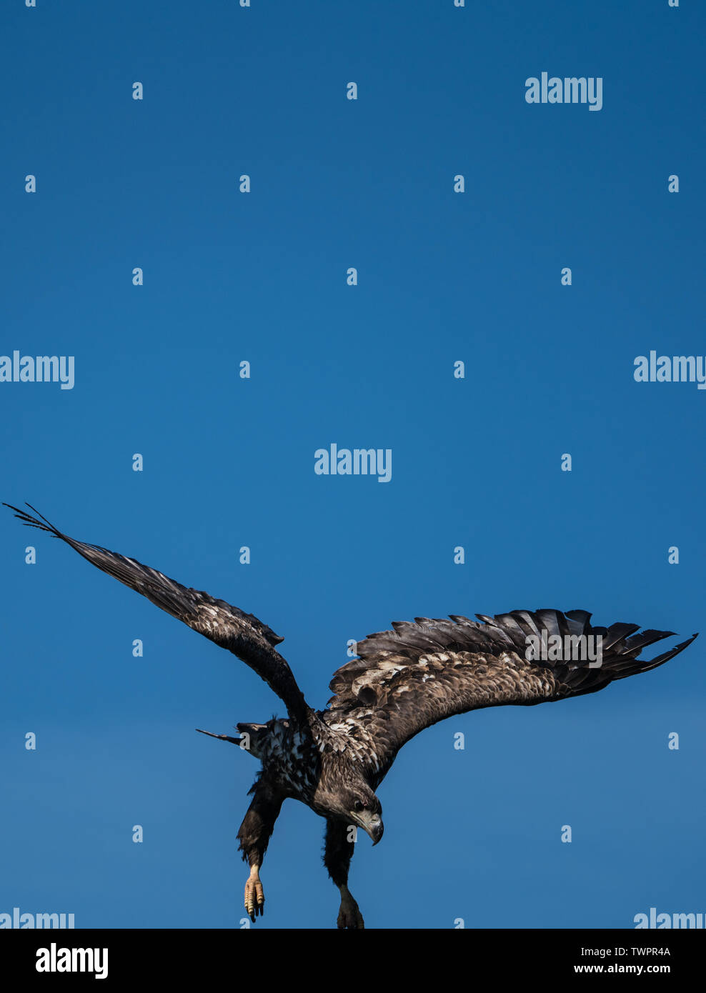 Les jeunes pygargues à queue blanche (Haliaeetus albicilla) Eagle courbé vers le bas pour attraper du poisson Banque D'Images