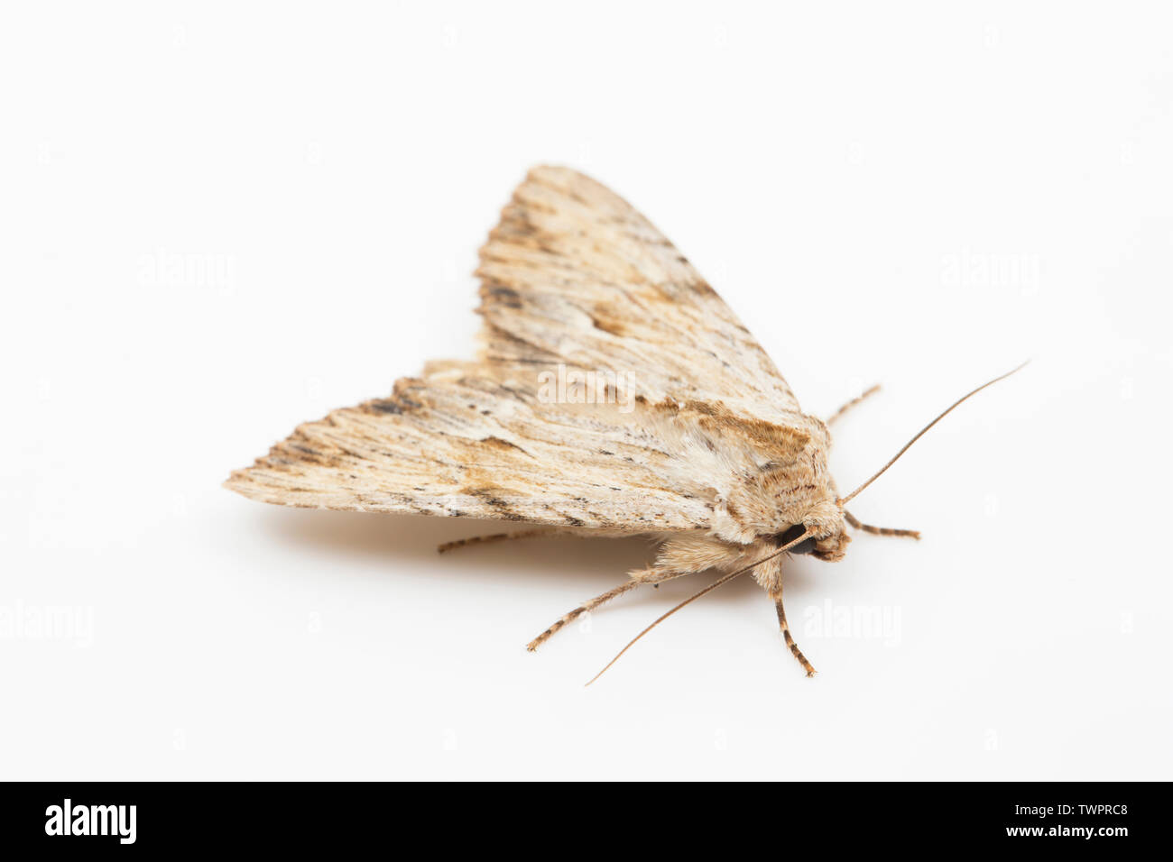 Un exemple d'une espèce d'arcs de lumière, A. lthoxylaea trouvés en juin et photographié sur un fond blanc avec des ailes légèrement écartées. Dorset England UK GO Banque D'Images