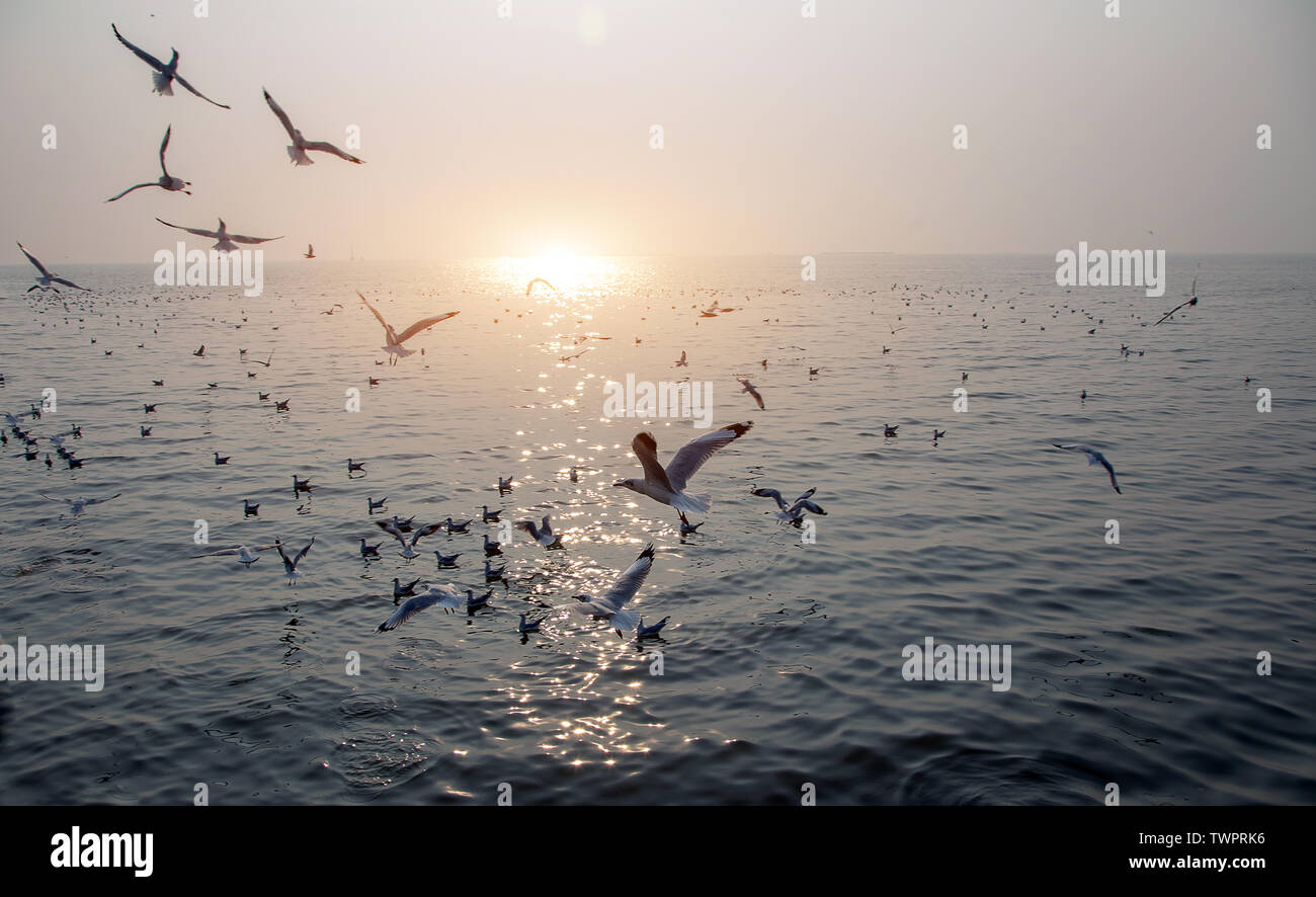 Détendez-vous au coucher du soleil paysage de horisental twigligh avec temps d'oiseaux et de l'océan au coucher du soleil Banque D'Images