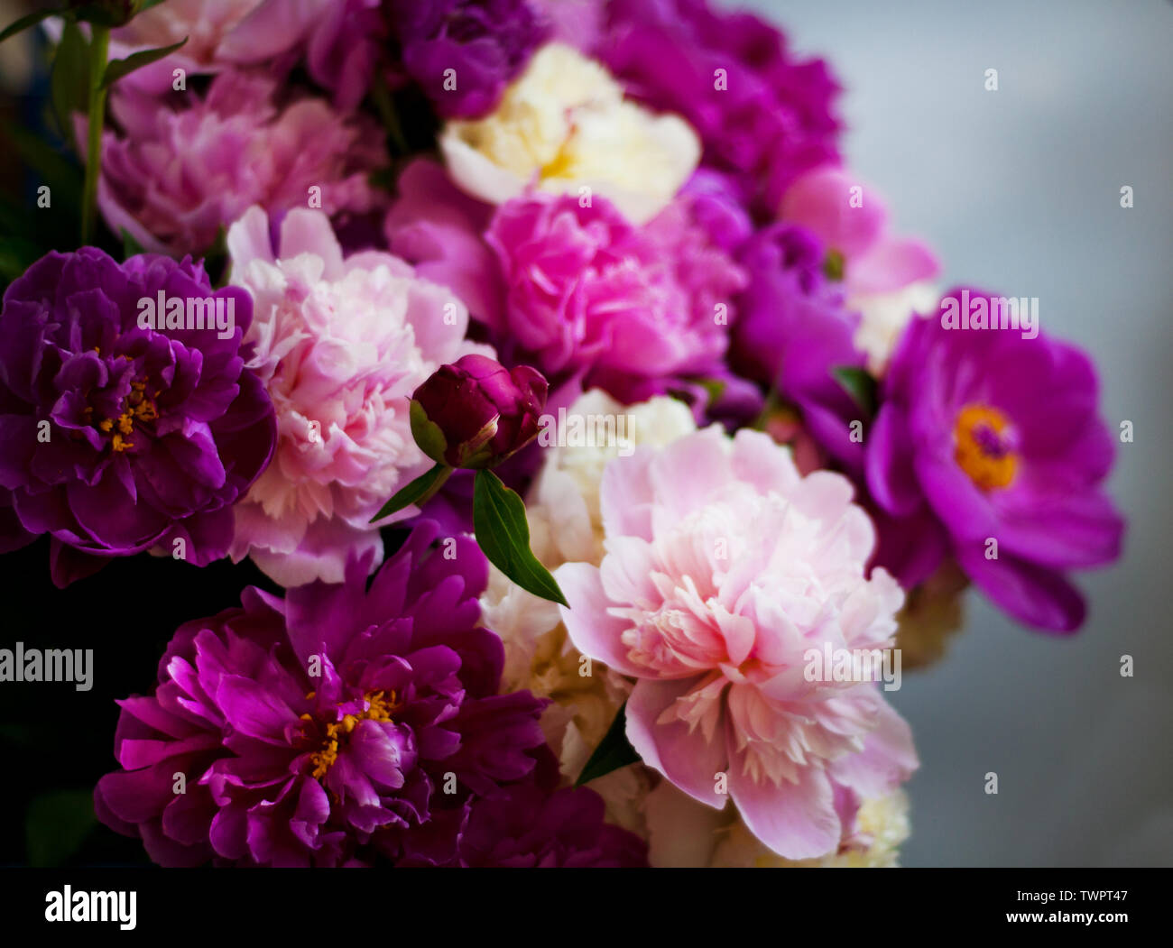 Belles Fleurs Pivoines Bouquet élégant De Beaucoup De