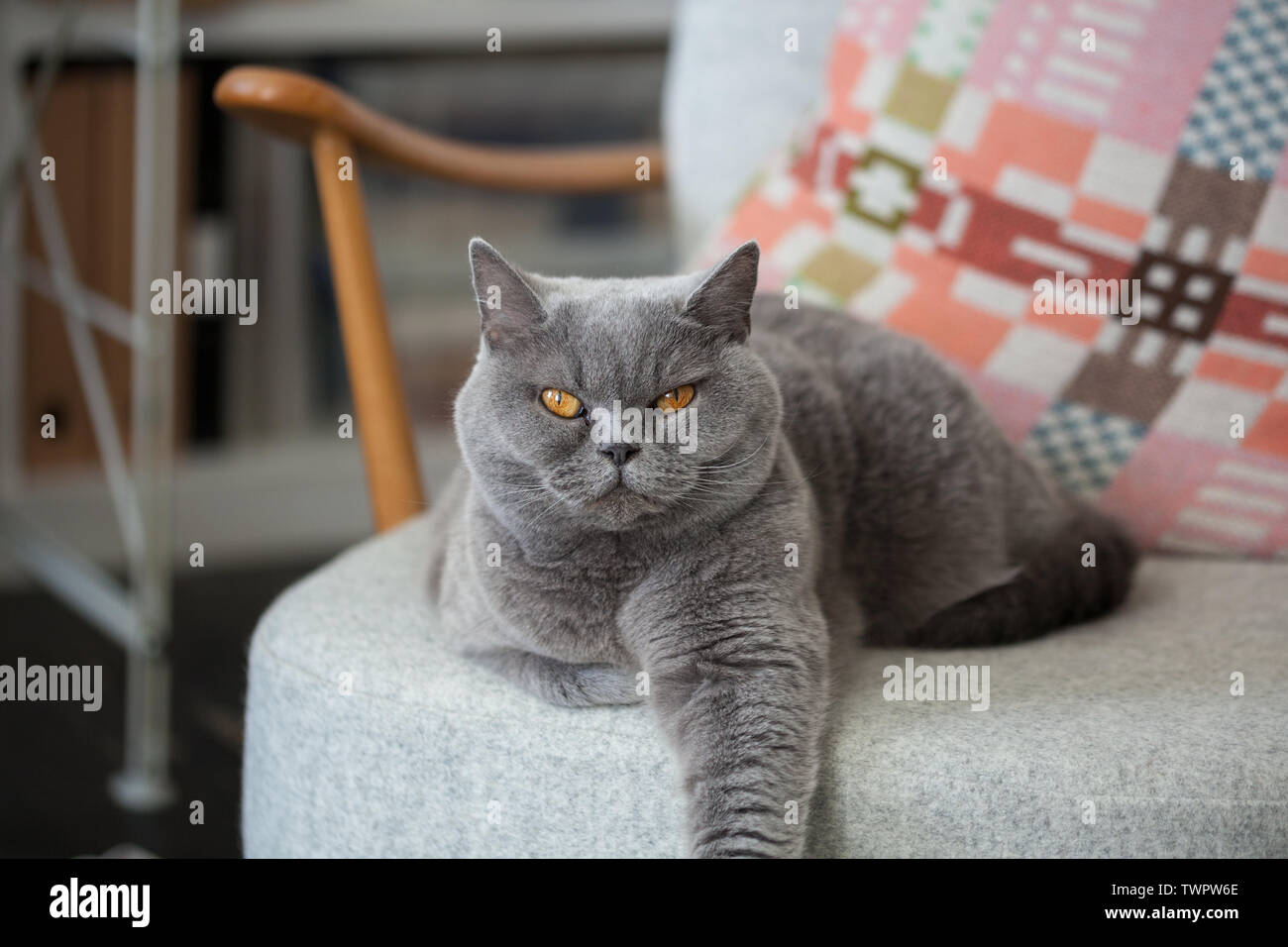 Chat gris assis sur une chaise. À la direction de l'appareil photo. Banque D'Images