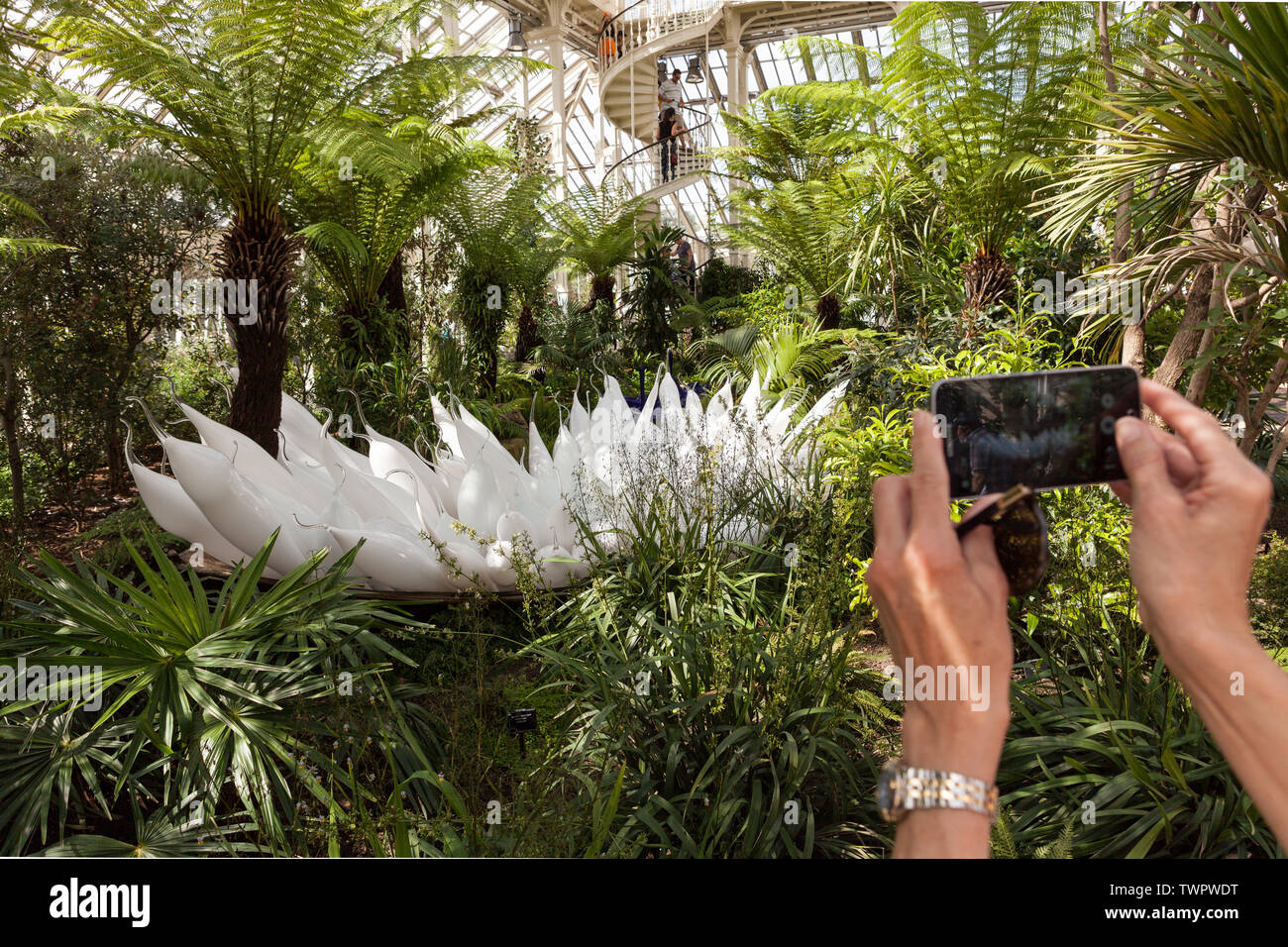 À l'aide d'un smartphone pour prendre une photo de Dale Chihuly Béluga du bateau, une sculpture de verre, installée dans la maison tempérée à Kew Gardens, Londres. Banque D'Images