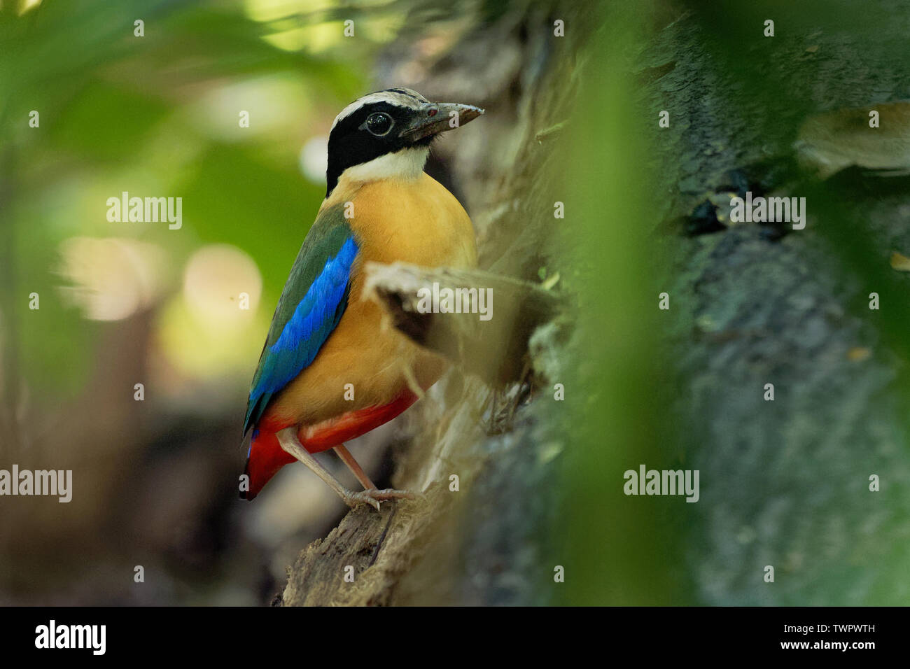Blue-winged - Pitta Pitta moluccensis passereau de la famille des Pittidae originaire de l'Australie et Asie du sud-est, son aire s'étend de l'Inde à M Banque D'Images