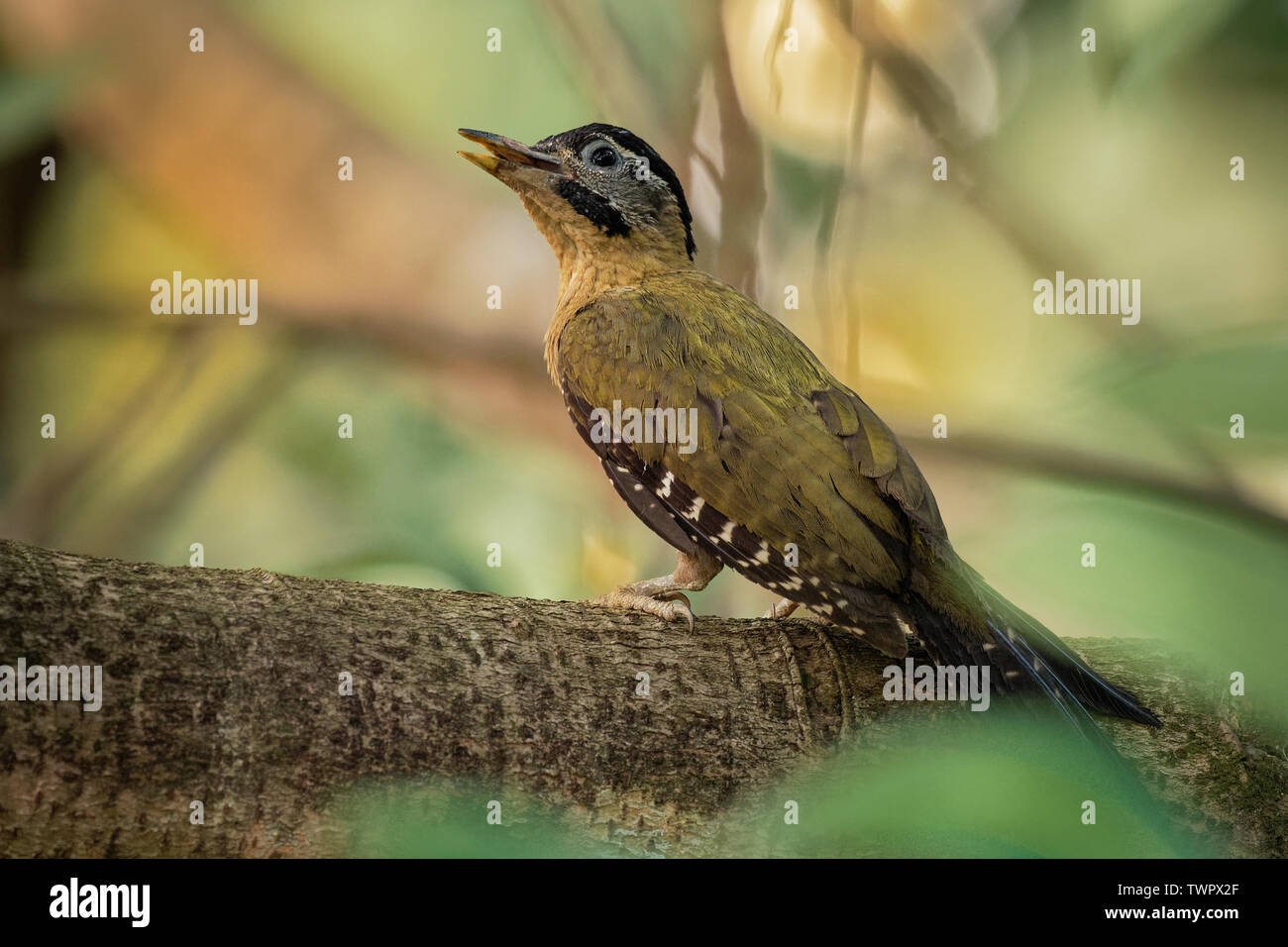 Laced Woodpecker Picus vittatus - espèces d'oiseau de la famille des Picidae, dans toute l'Asie au Cambodge, Chine, Indonésie, Laos, Malaisie, Myan Banque D'Images