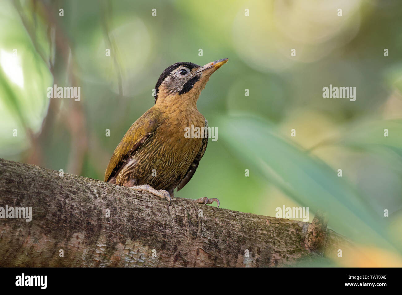 Laced Woodpecker Picus vittatus - espèces d'oiseau de la famille des Picidae, dans toute l'Asie au Cambodge, Chine, Indonésie, Laos, Malaisie, Myan Banque D'Images