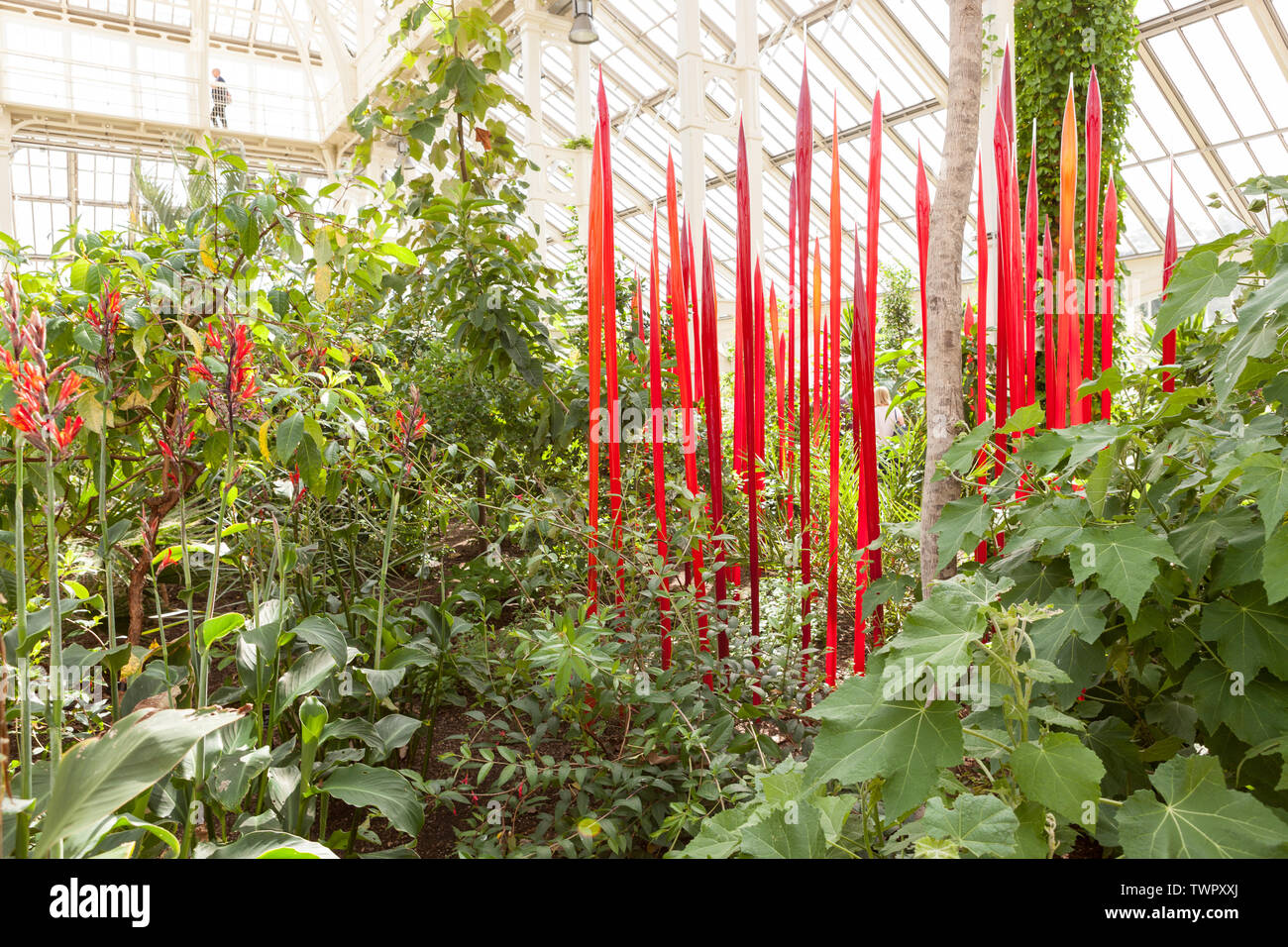 Roseaux rouge est une sculpture de verre artiste contemporaine USA Dale Chihuly, installé dans la maison tempérée à Kew Gardens, Richmond, London, UK. Banque D'Images