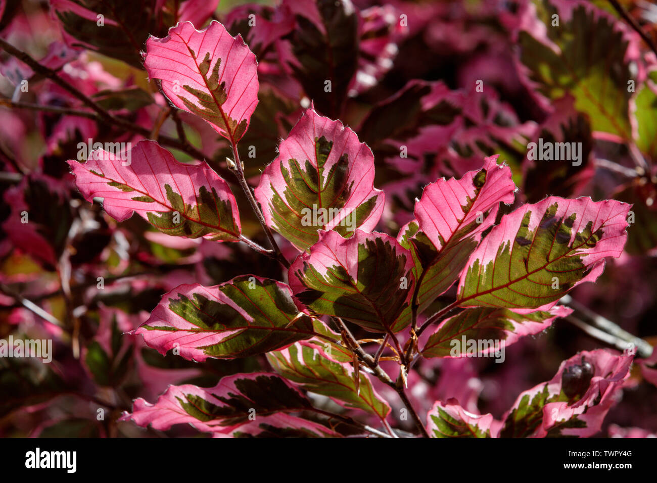 Cartouche 3 couleurs hêtre, Fagus sylvatica 'Argenteo Marginata', présente de remarquables couleurs des feuilles et écorce marbrée. Banque D'Images