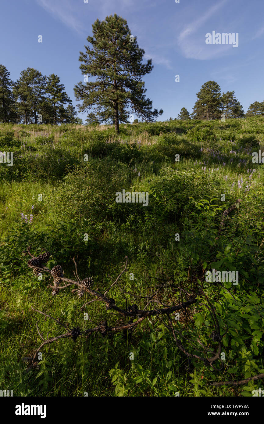 Albany Pine Bush Preserve. Albany, New York, USA. Banque D'Images
