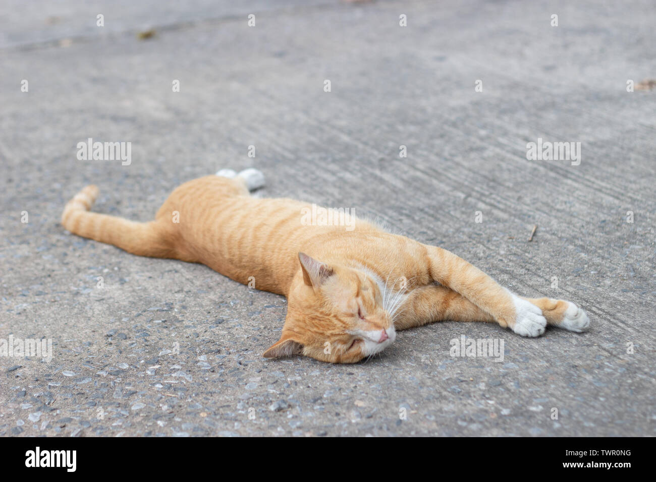 Lazy cat dormir sur rue. Concept photo animal Banque D'Images