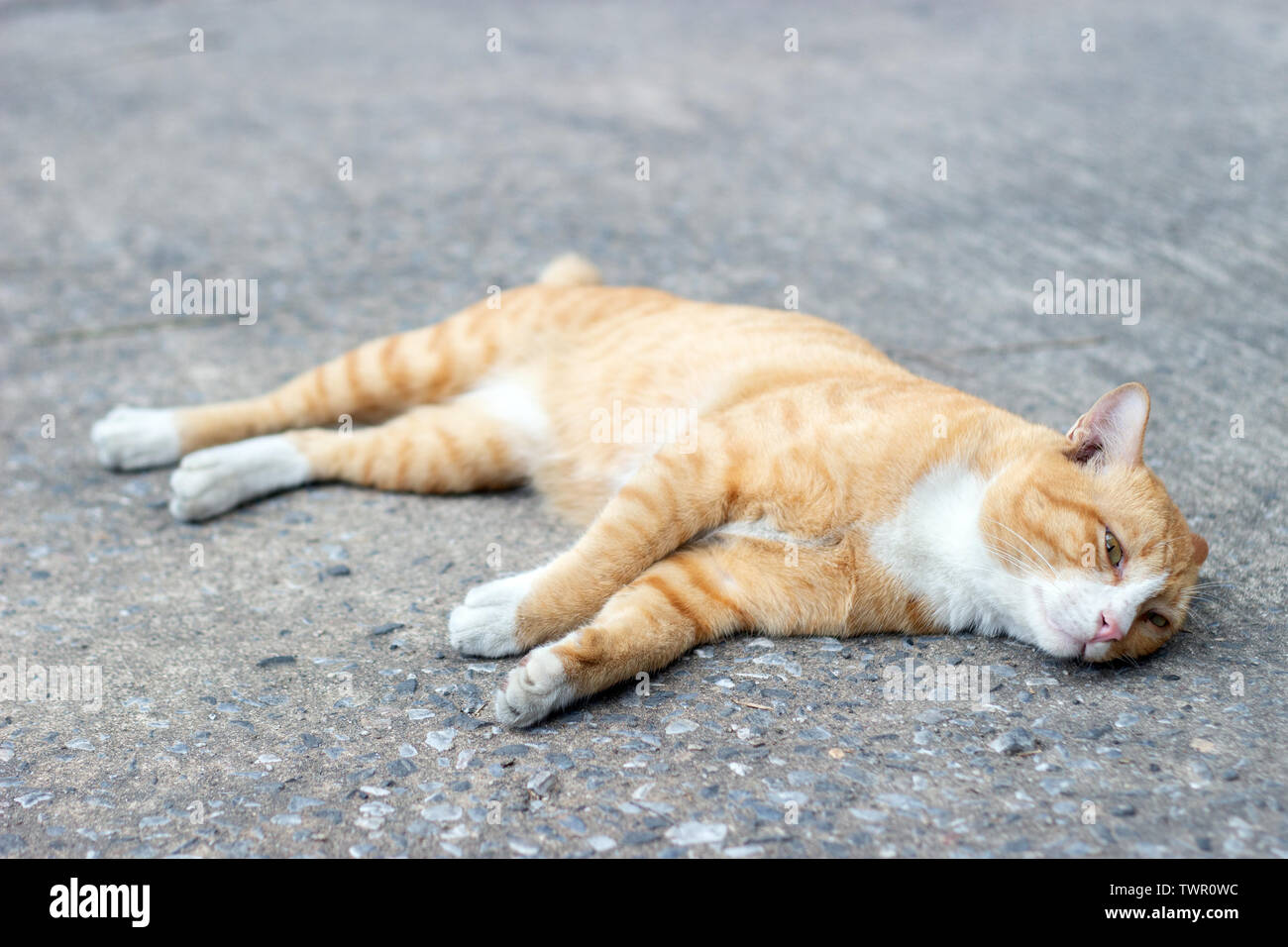 Adorable yeux de chat paresseux regarder sur rue. Concept photo animal Banque D'Images