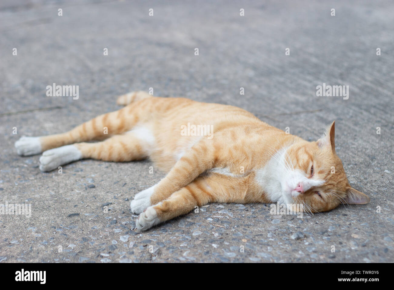 Lazy cat regarder sur rue. Concept photo animal Banque D'Images
