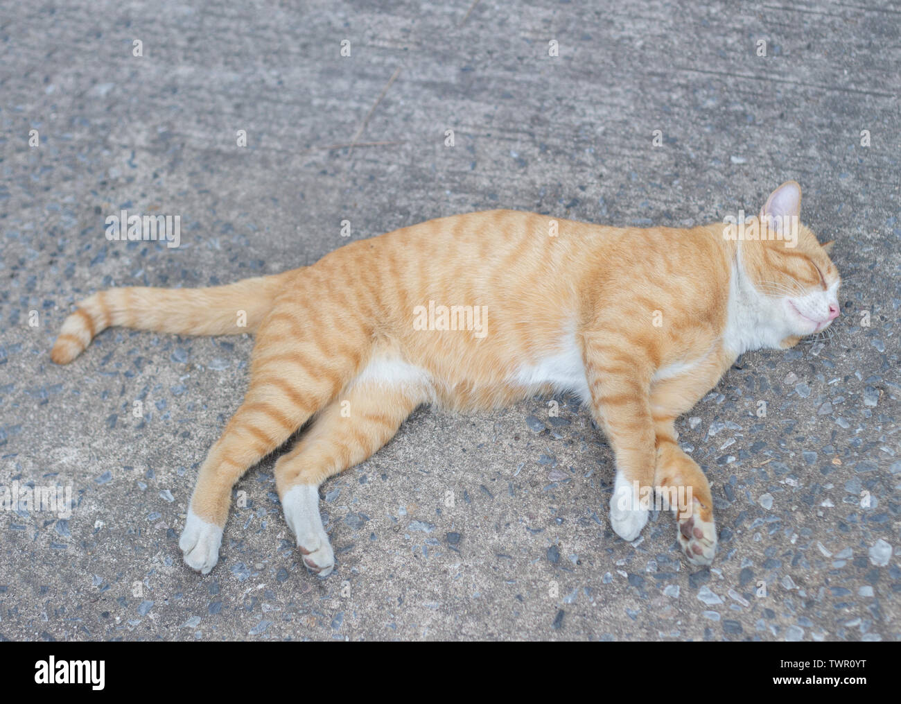 Lazy cat regarder sur rue. Concept photo animal Banque D'Images