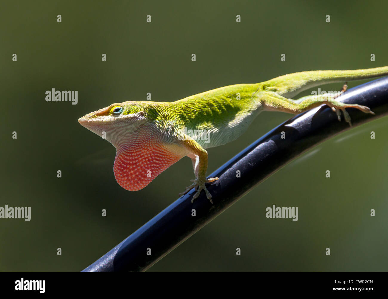 Un anole lizard en Caroline sa phase de coloration verte affiche sa gorge rouge en plein soleil. Banque D'Images Un anole lizard en Caroline sa phase de coloration verte affiche sa gorge rouge en plein soleil. Banque D'Images