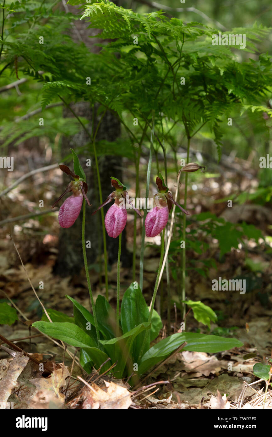 Pink Lady's Slipper Orchids (Cypripedium acaule), blooming, mixtes de chênes et pins blancs, l'Est des Etats-Unis, par James D Coppinger/Dembinsky Assoc Photo Banque D'Images