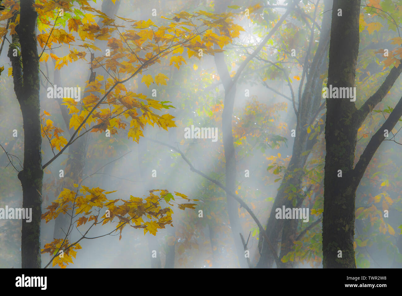 Tôt le matin, les faisceaux lumineux, automne, parc national des Great Smoky Mountains, TN, par Bill Lea/Dembinsky Assoc Photo Banque D'Images