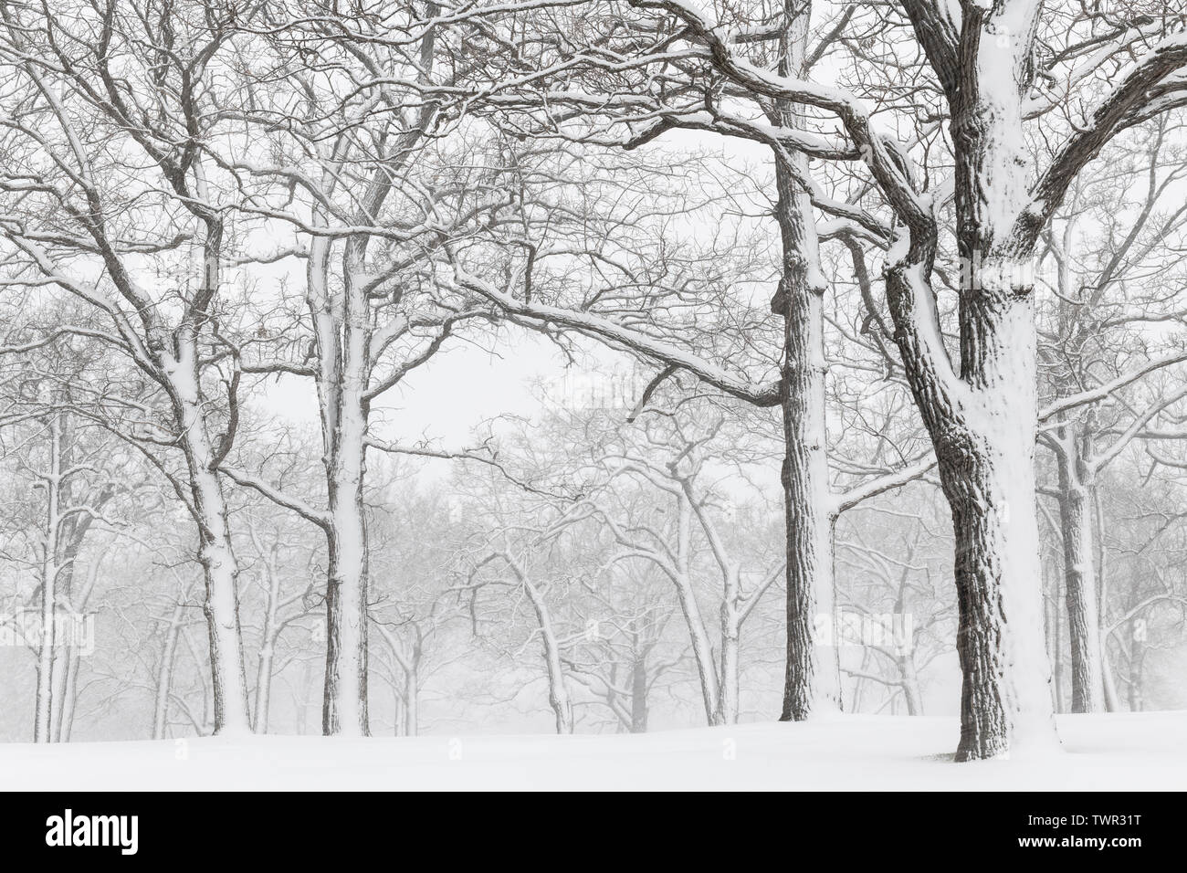 Tempête de neige d'avril, des Bois, USA, par Dominique Braud/Dembinsky Assoc Photo Banque D'Images