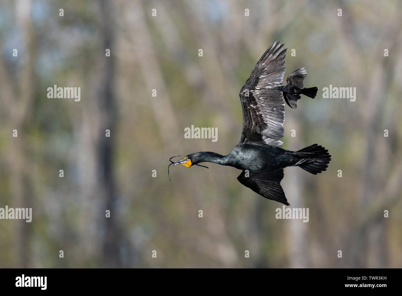 Double-crested cormorant portant des bâtons pour nid (Phalacrocorax auritus), oiseau noir volant le long, printemps, Upper Midwest des États-Unis et peut Banque D'Images