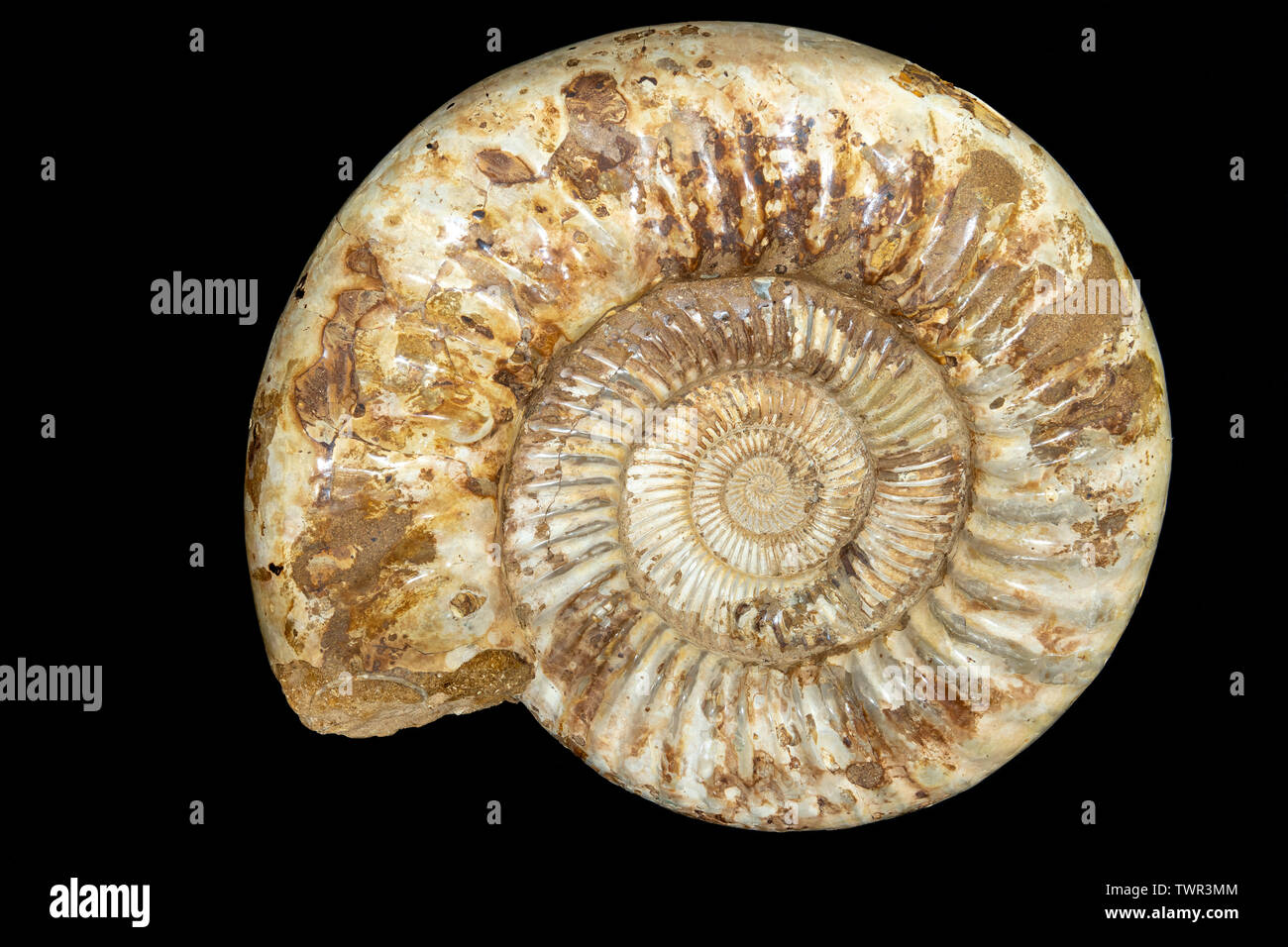Ammonite. Origine : Maroc. Avec la permission de zrs fossiles, par Dominique Braud/Dembinsky Assoc Photo Banque D'Images