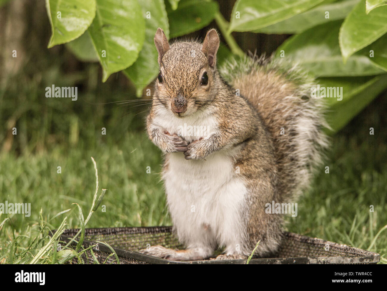 L'écureuil gris dans un jardin anglais, la faune au printemps, l'alimentation dans le cadre d'un tableau d'oiseaux à l'ombre d'un Laurel Bush. Banque D'Images