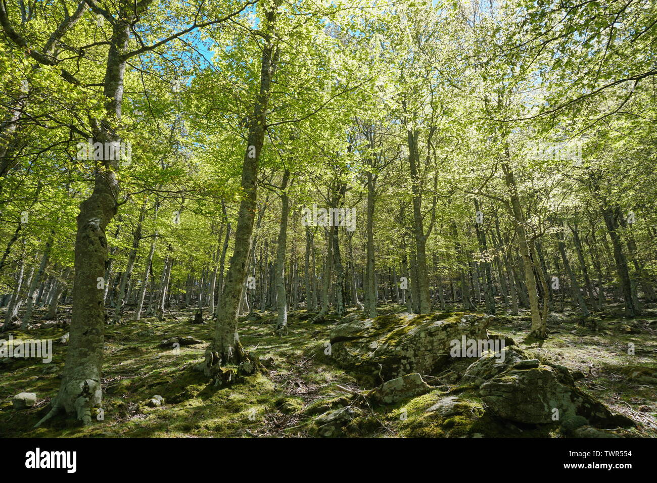 Paysage dans la forêt, en France, massif des Albères, Pyrénées Orientales, Occitanie Banque D'Images