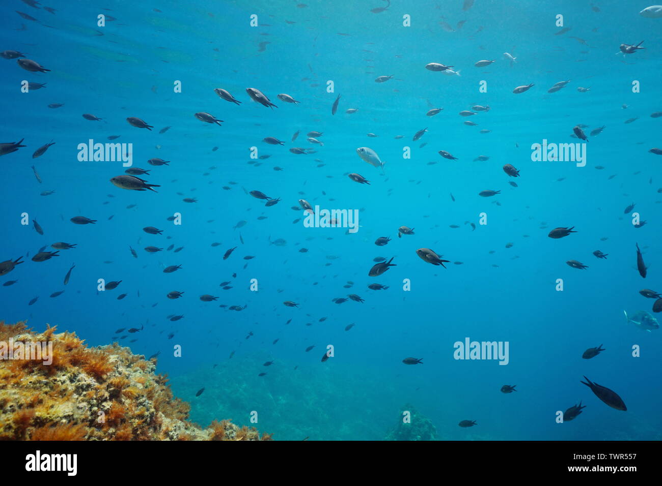 Banc de petits poissons (surtout des demoiselles) en dessous de la surface de l'eau en Méditerranée, Costa Brava, Catalogne, Espagne Banque D'Images