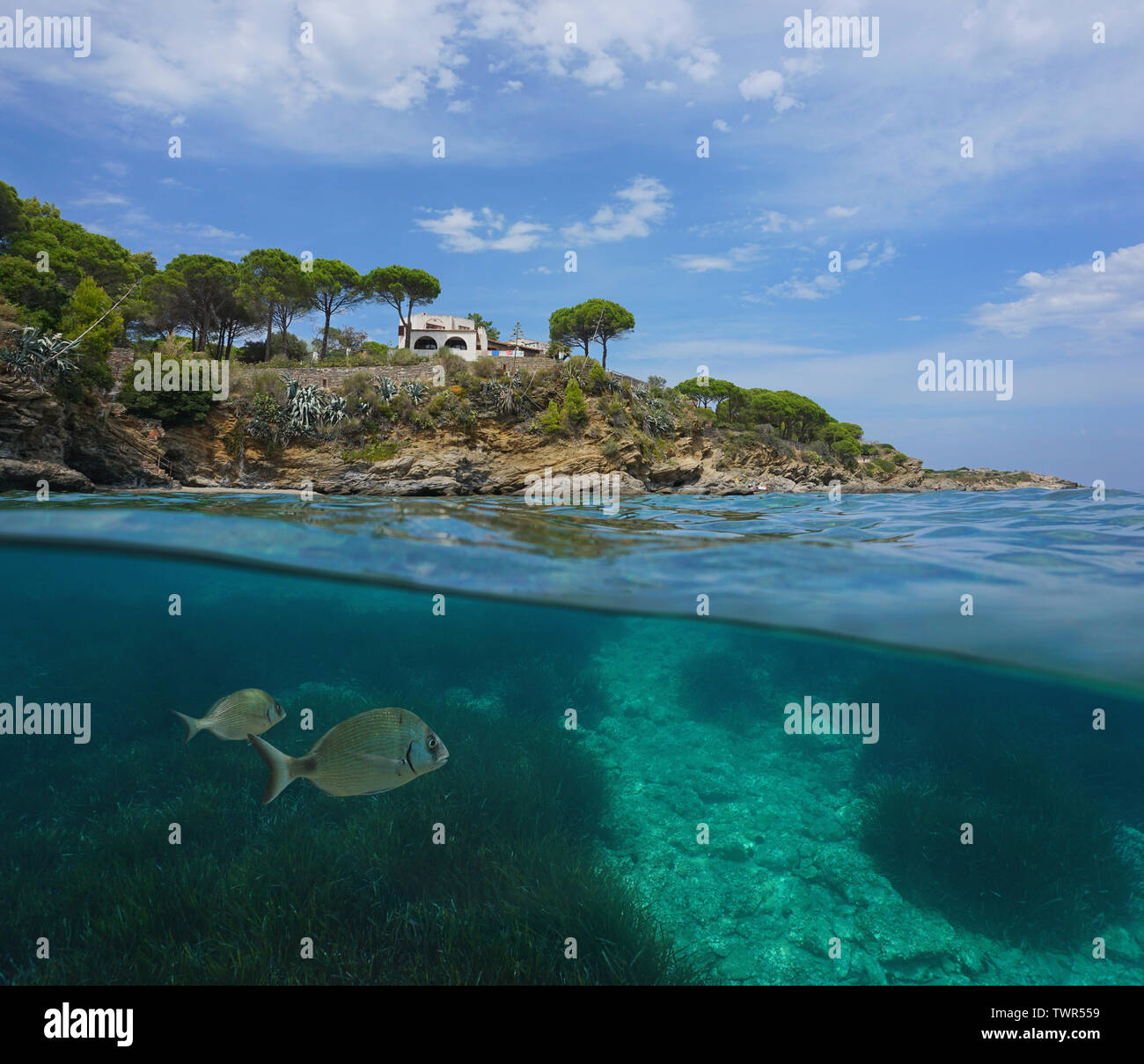 Mer Méditerranée La côte rocheuse et les poissons avec les herbiers sous l'eau, Espagne, Costa Brava, El Port de la Selva, Catalogne, fractionnée sur sous l'eau Banque D'Images